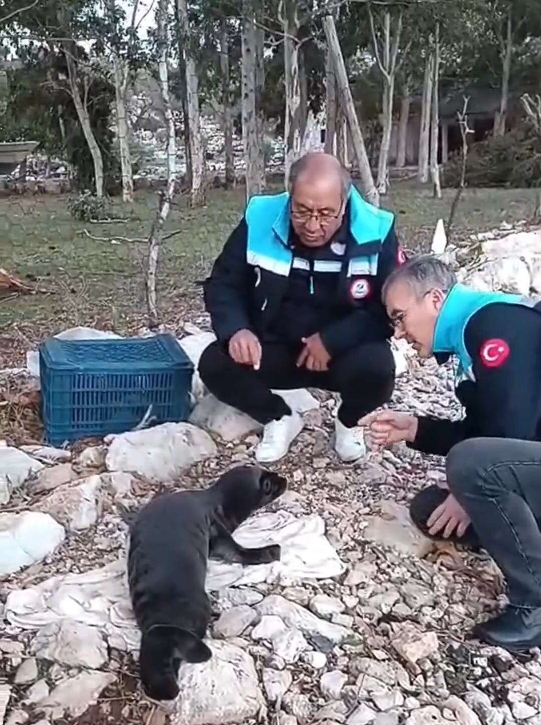 Marmaris’te Karaya Vuran Yavru Akdeniz Foku Koruma Altında 2
